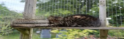 Bengal cats for sale: Full Bengal Brown Rosetted Female - Mia (Mims) - Advert 7
