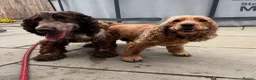 Cocker Spaniel dogs for stud: ♠️Vonrockas Ace of Spades of Arihzans♠️ in Aldershot - Advert 7