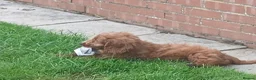 Cockapoo dogs for sale: Red and apricot cockedpoo puppys - Advert 14