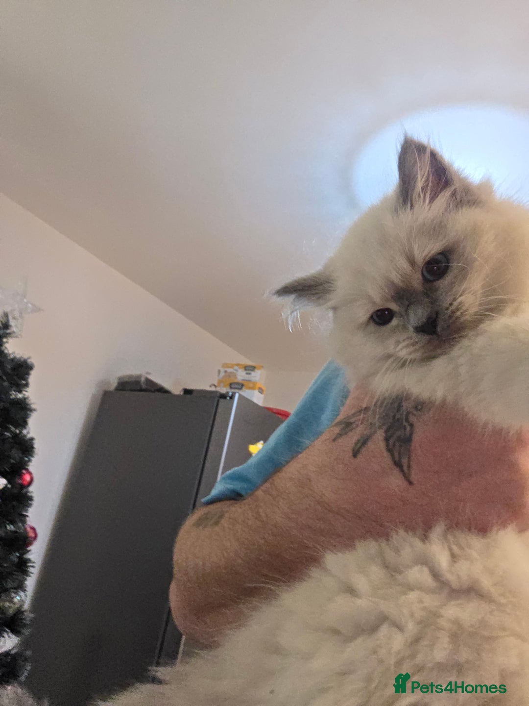 Ragdoll cats for sale: 2 stunning female ragdolls - Advert 8