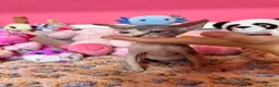 Sphynx cats for sale: Beautiful Sphynx Kittens – Ready 5th October - Advert 18