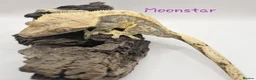 Gecko reptiles for sale: Proven Female crested gecko - Advert 3