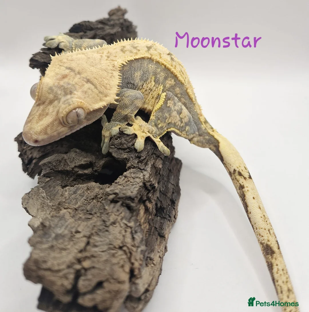 Gecko reptiles for sale: Proven Female crested gecko - Advert 3