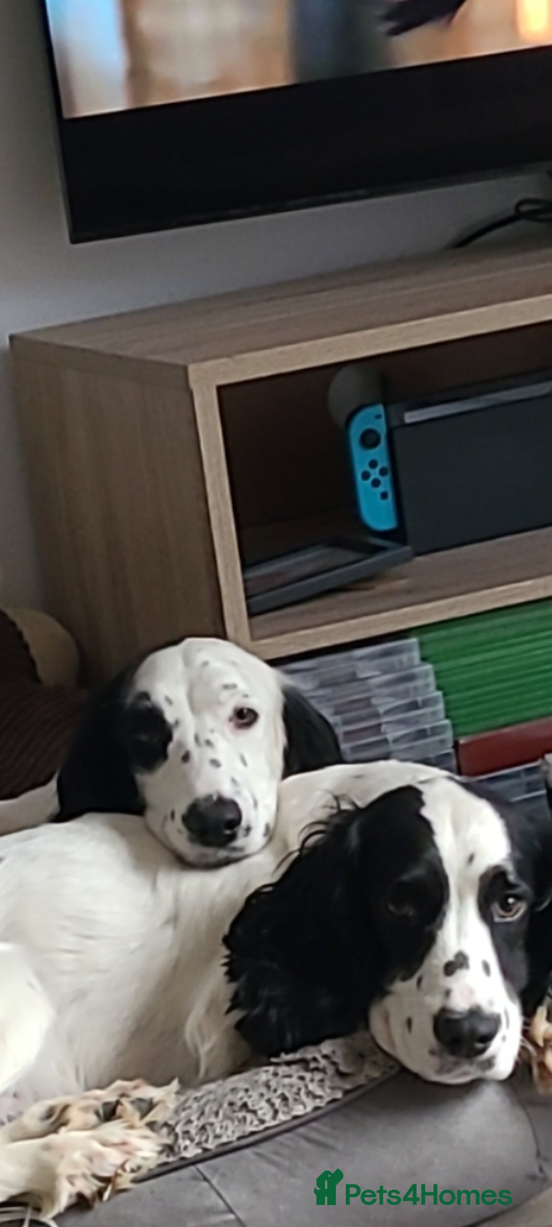 Cocker Spaniel dogs for sale: Max & Elsie -  **  - Advert 3