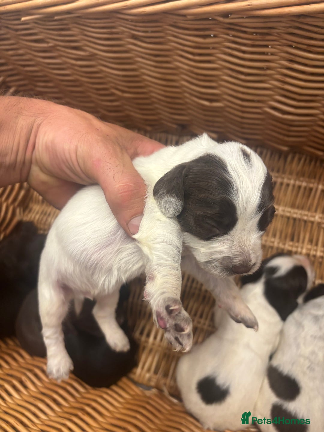 Cocker Spaniel dogs for sale: Cocker spaniel puppies  - Image 12