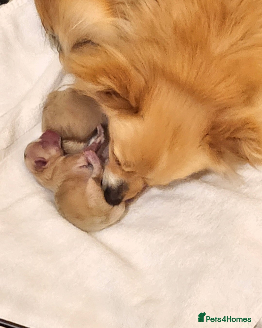 Pomeranian dogs Pomeranian puppies - Advert 15