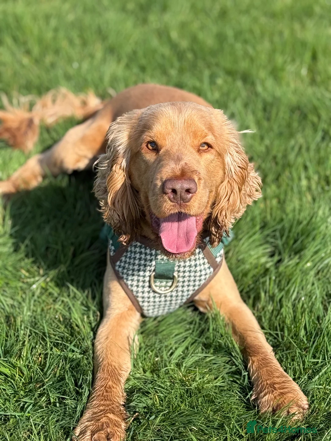 Cocker Spaniel dogs for stud: Show Type Cocker Spaniel For Stud  in Barnsley - Advert 2