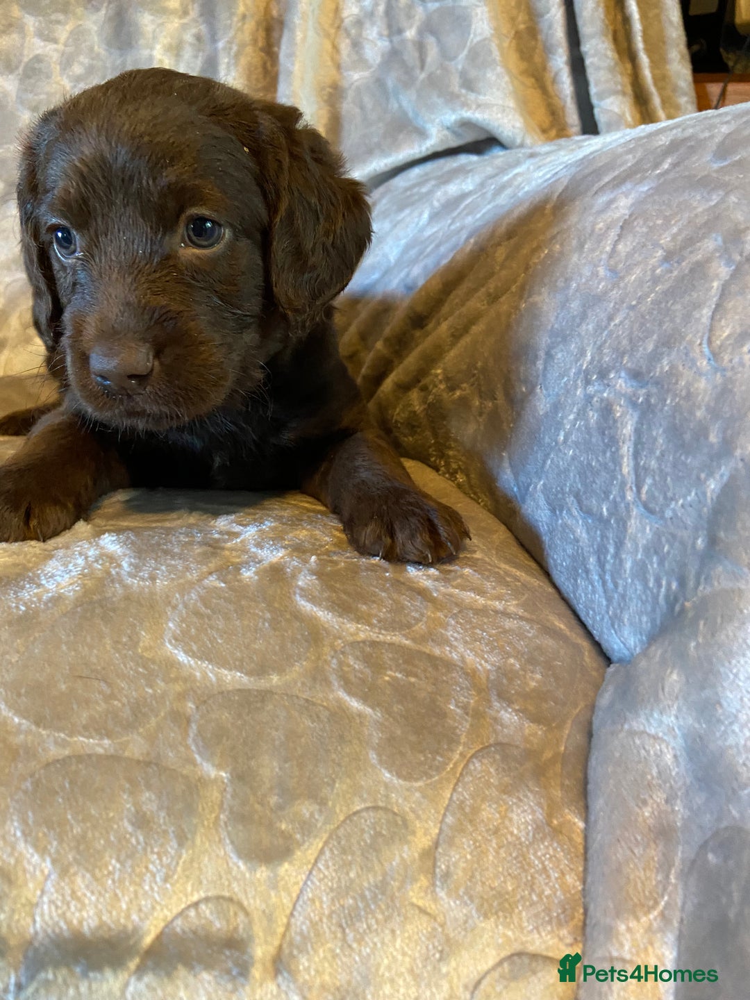 Labradoodle dogs for sale: Rare mini labradoodles variety of colours! - Image 24