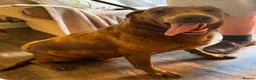 Labrador Retriever dogs for sale: Female Labrador for sale  - Advert 2