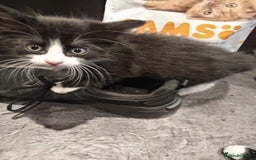 Mixed Breed cats for sale: 5 kittens 75 each - Image 4