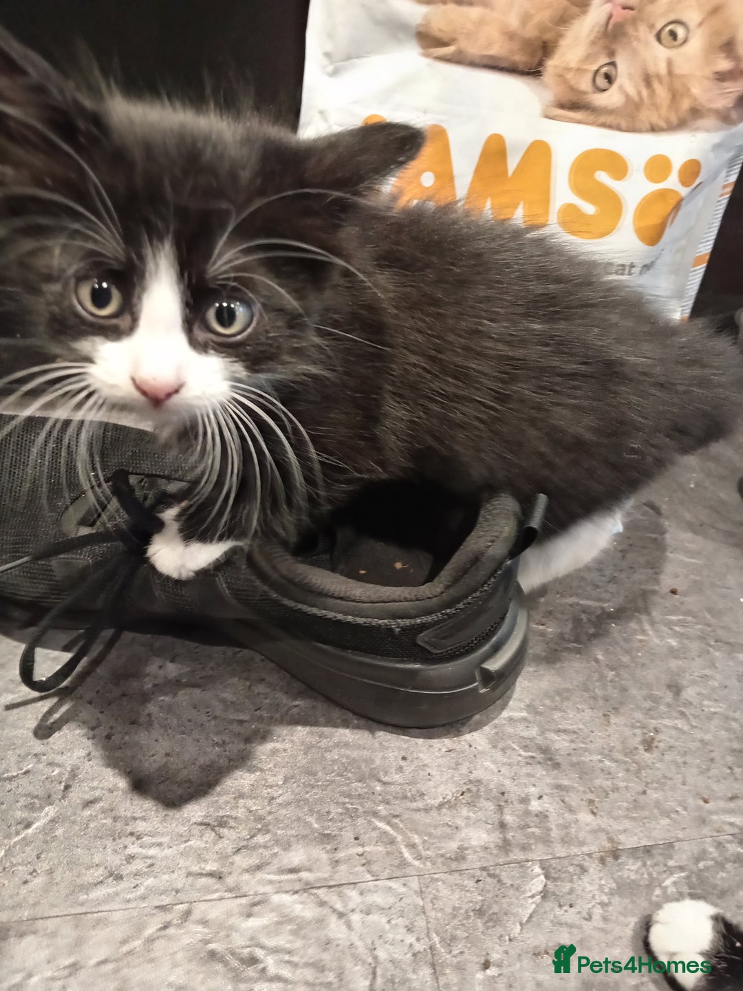 Mixed Breed cats for sale: 5 kittens 75 each - Image 4