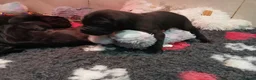 Great Dane dogs for sale: Black Great Dane Puppies  - Advert 2