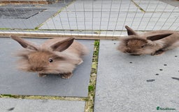 Mini Lion Lop rabbits for sale: Fluffy lion-lop bunnies 1 BOYS LEFT READY NOW - Image 1