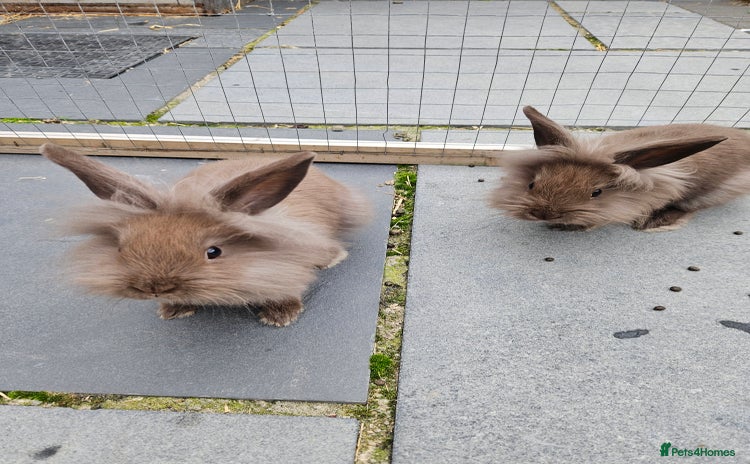 Mini Lion Lop rabbits - Advert 10