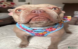 French Bulldog dogs for sale: Prada tiny Kc female new shade Isabella  - Image 5