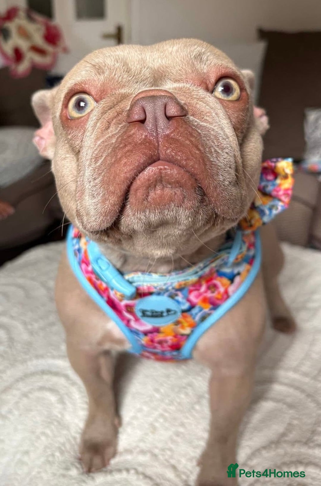 French Bulldog dogs for sale: Prada tiny Kc female new shade Isabella  - Image 5