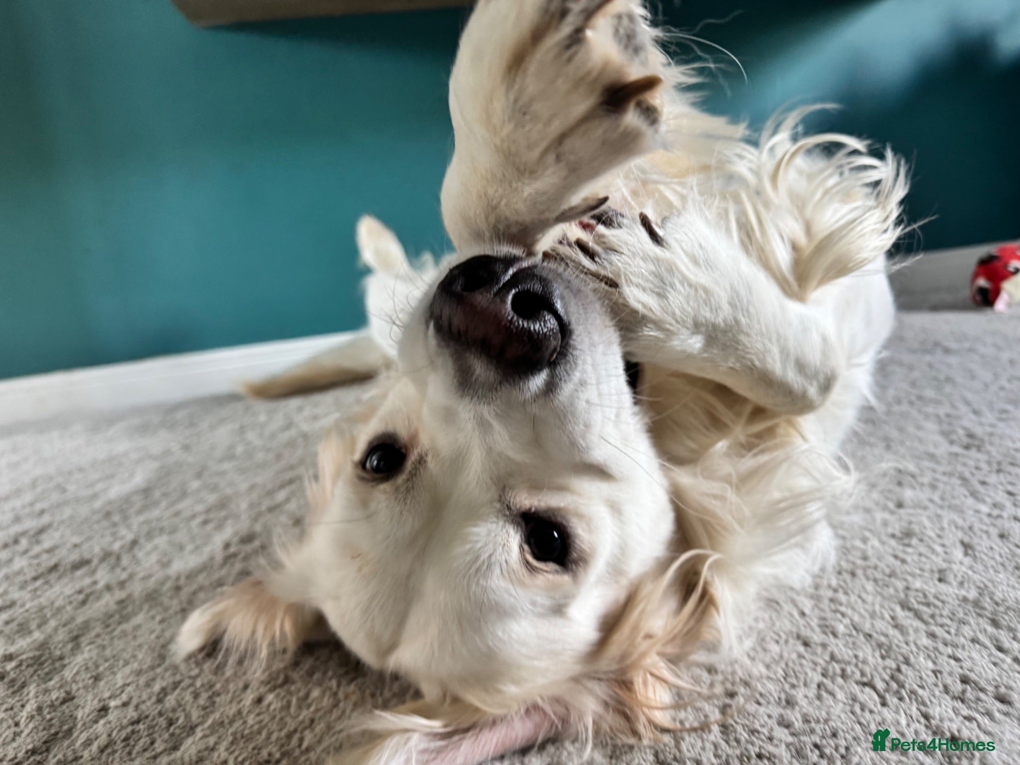 Golden Retriever dogs Sully&Bambi Looking for a Forever Home Together ❤️ - Advert 1