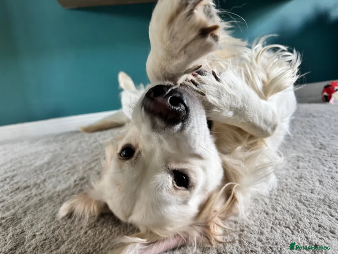 Golden Retriever dogs for sale: Sully&Bambi Looking for a Forever Home Together ❤️ in Stone - Advert 1