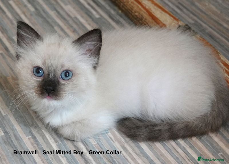 Ragdoll cats Quality GCCF Reg Ragdoll Kittens - Advert 2