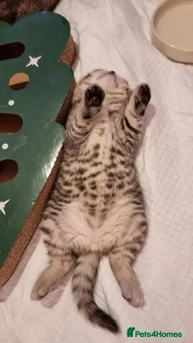 British Shorthair cats 💕🐾 Adorable BSH Tabby kittens ready to go 🐾💕 - Advert 8