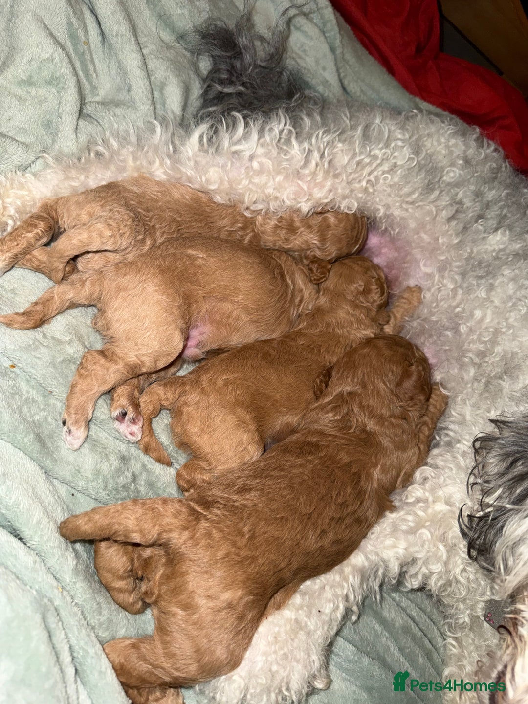 Mixed Breed dogs for sale: F1BB  - Advert 5