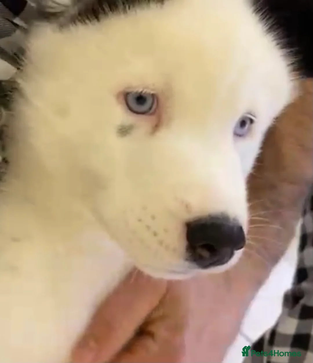 Siberian Husky dogs for stud: Stunning Blue eye Sibrian Husky for Stud (Proven) in Liverpool - Advert 11
