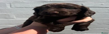 Cocker Spaniel 2