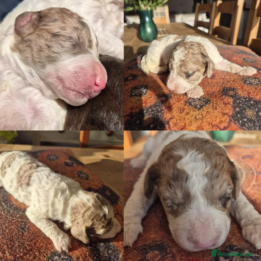 Cockapoo dogs for sale: Stunning F2B cockapoos - Advert 5