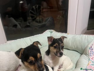 Mixed Breed dogs 2 JackRussel x Lakeland Terrier pups for sale - Advert 2