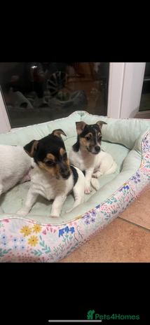 Mixed Breed dogs 2 JackRussel x Lakeland Terrier pups for sale - Advert 1