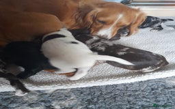 Sprocker dogs for sale: Gorgeous Merle Sprockers.  - Image 12