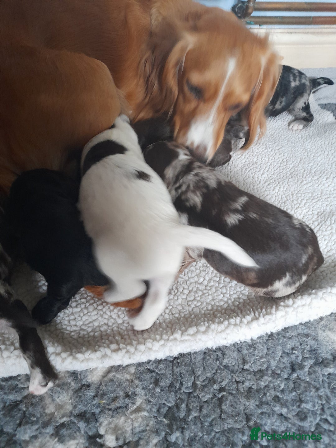 Sprocker dogs for sale: Gorgeous Merle Sprockers.  - Image 12