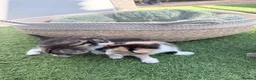 Mixed Breed cats for sale: 3 Lovely kittens  in Walsall - Advert 8