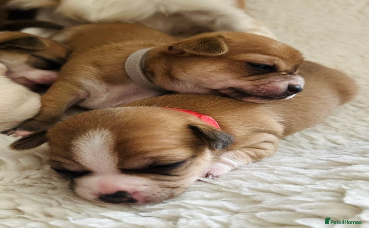 Chihuahua dogs - Advert 1