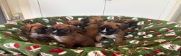 Boxer dogs for sale: Boxer puppy’s  - Advert 7