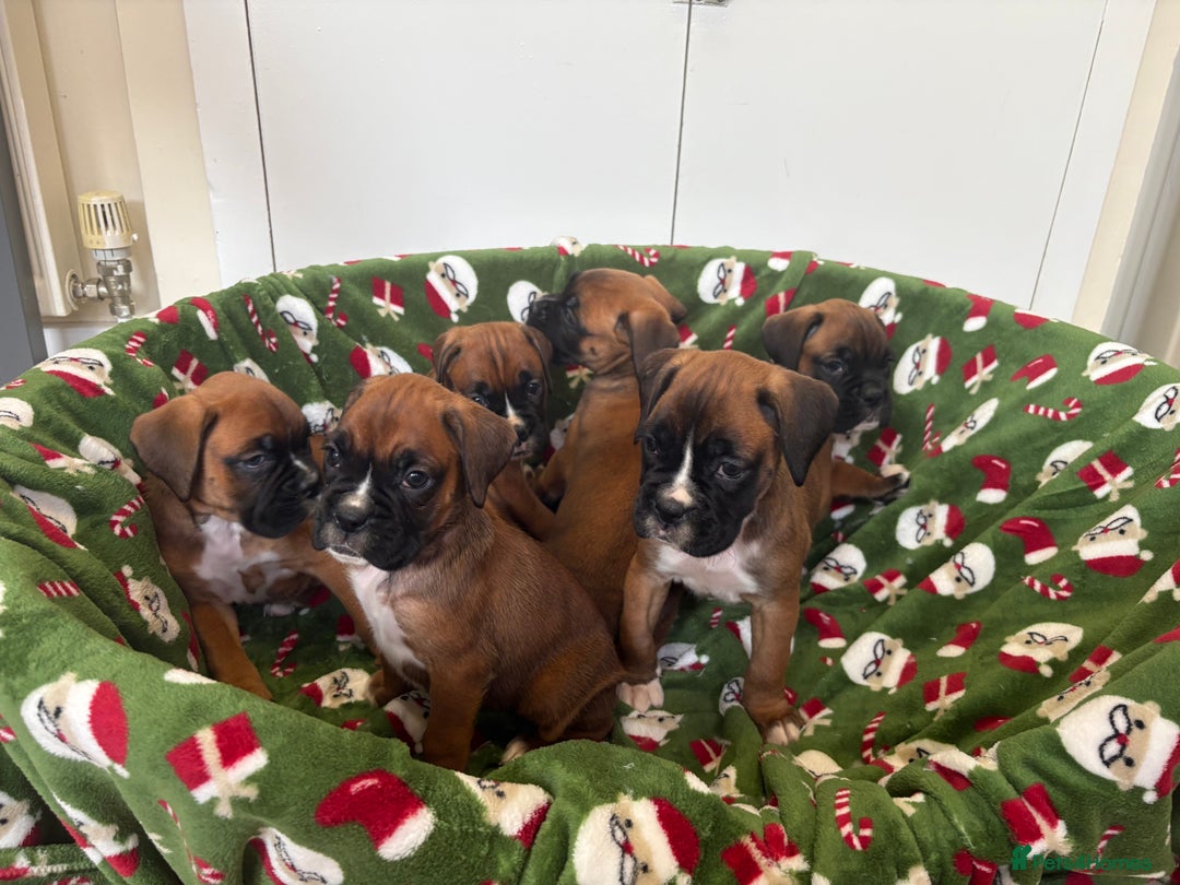 Boxer dogs for sale: Boxer puppy’s  - Advert 7