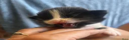 Mixed Breed cats for sale: Beautiful fluffy kittens  - Advert 15