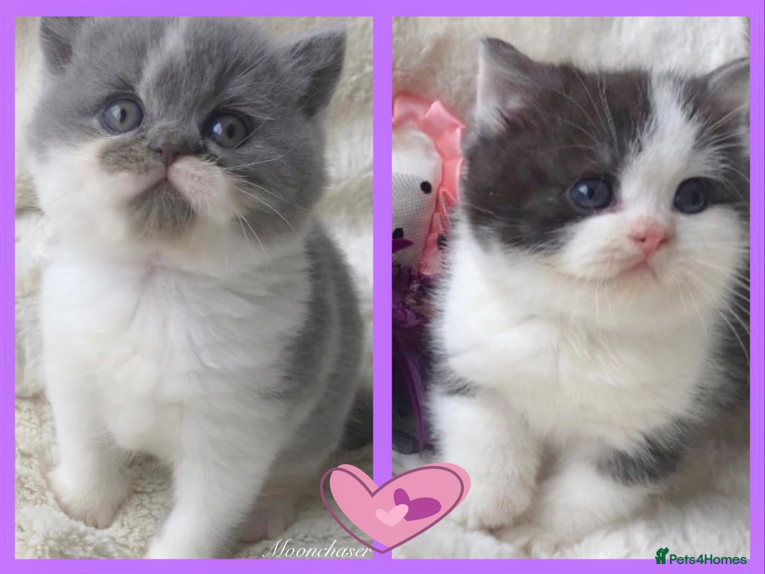 British Shorthair cats for sale: Gorgeous British Shorthairs TICA Registered - Advert 1