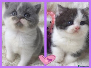 British Shorthair cats Gorgeous British Shorthairs TICA Registered - Advert 1