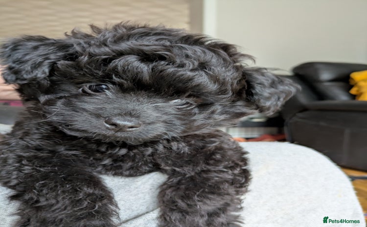 Pomapoo dogs Gorgeous Pomapoo puppies  - Advert 1