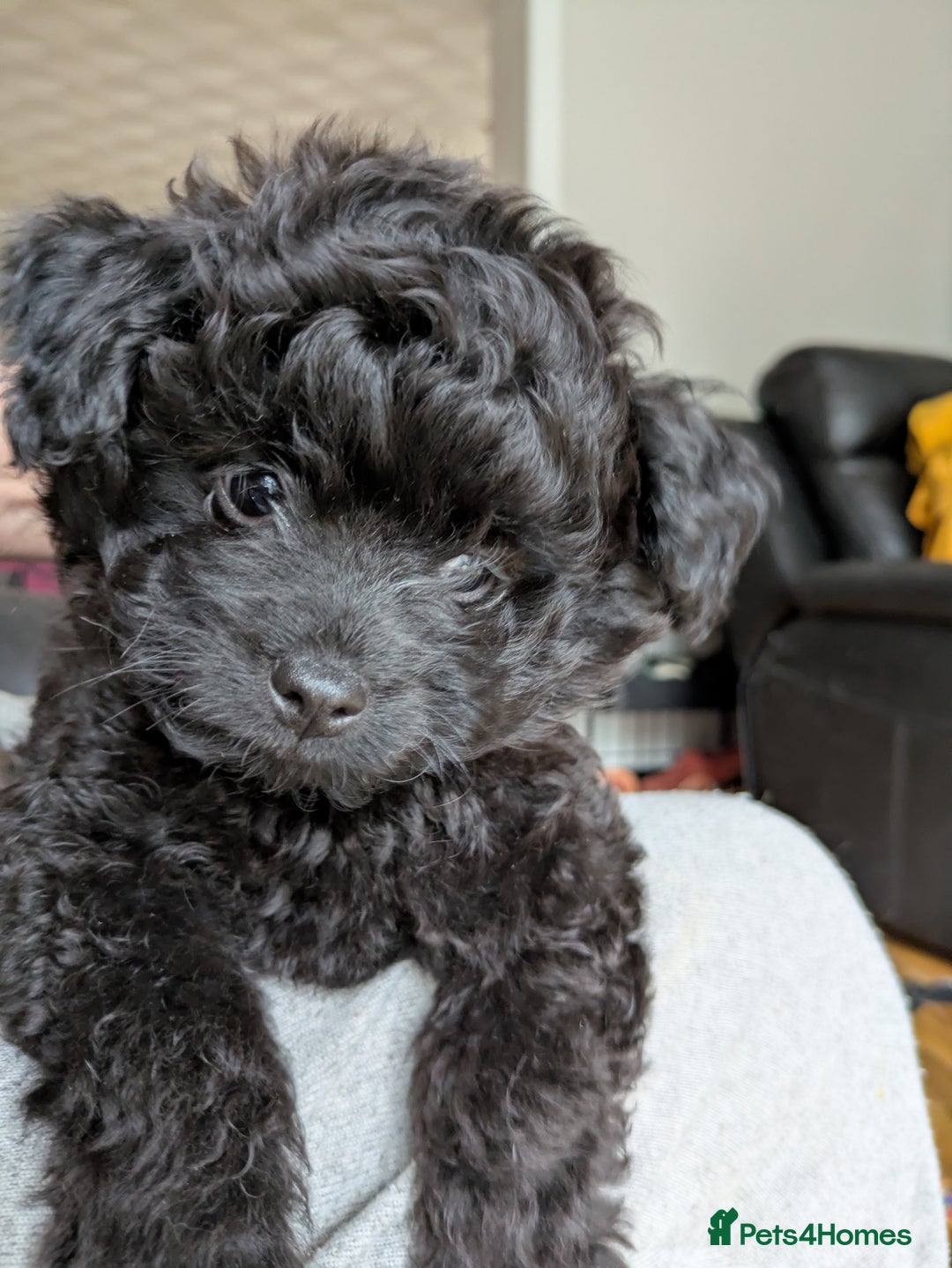 Pomapoo dogs for sale: Gorgeous Pomapoo puppies, 1st vaccination  - Advert 2