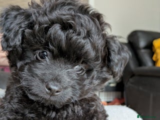 Pomapoo dogs Gorgeous Pomapoo puppies - Advert 2