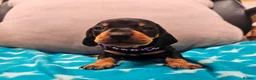 Miniature Dachshund dogs for sale: Beautiful KC Miniature Dachshund Puppies 🐾 - Advert 13