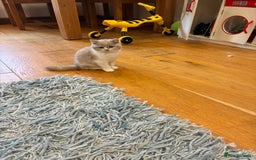 British Shorthair cats for sale: LAST 3 GIRLS CHAMPION BLOOD LINES BSH KITTENS - Image 4
