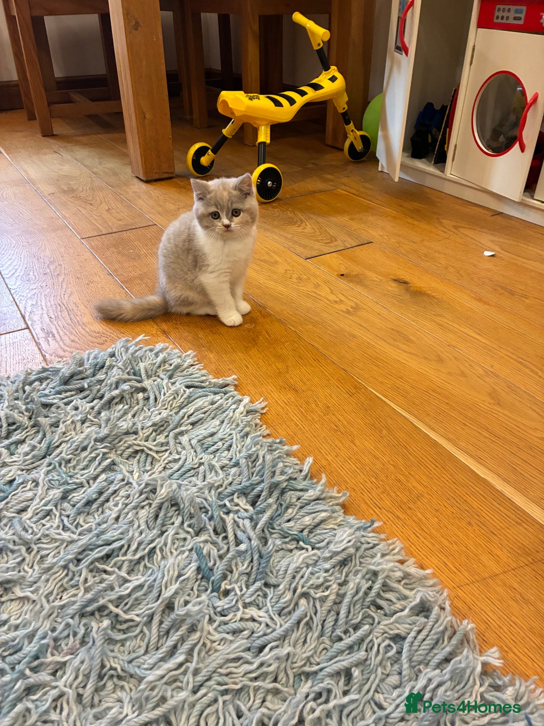 British Shorthair cats for sale: LAST 3 GIRLS CHAMPION BLOOD LINES BSH KITTENS - Image 4