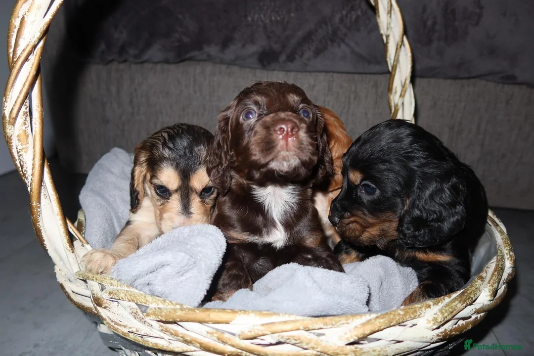Cocker Spaniel dogs for sale: 4Girls 2Boys Cockerspaniel puppy’s for sale - Advert 12