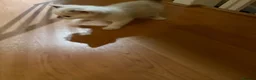 Scottish Fold cats for sale: 3 pure breed Scottish fold kittens in Thornton Heath - Advert 14