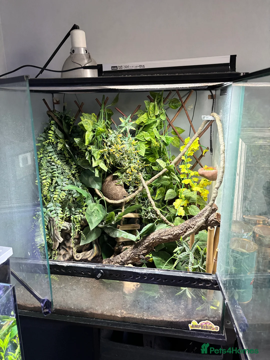 Gecko reptiles for sale: Gary gecko and enclosure  in Witney - Advert 4