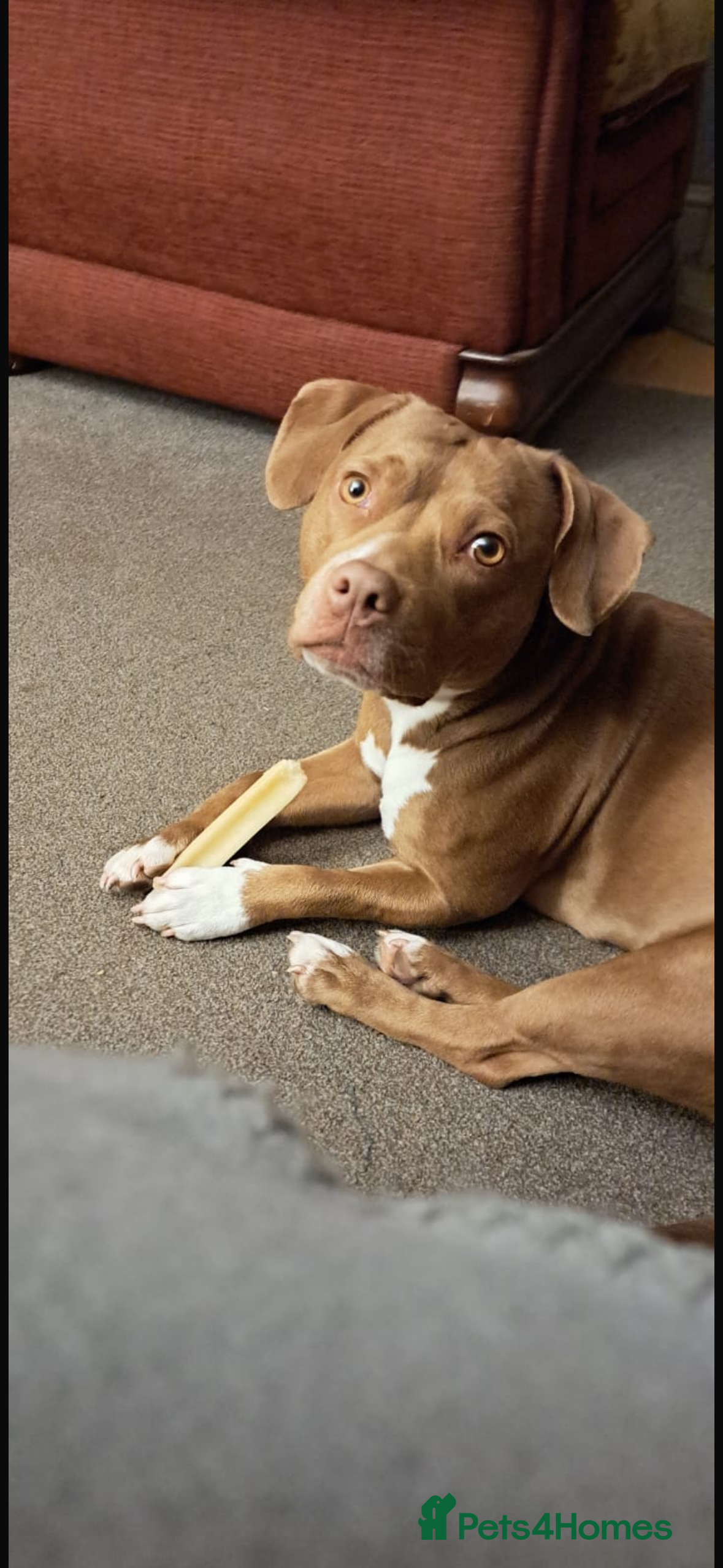 Mixed Breed dogs Beautiful Staffy Pups, 3 Boys, 4 Girls - Advert 1