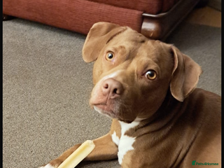 Mixed Breed dogs Beautiful Staffy Pups, 3 Boys, 4 Girls - Advert 1